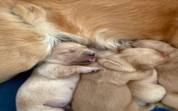 Golden Retriever dogs for sale: Beautiful Golden Retriever boys  - Image 12