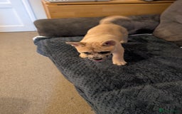 Mixed Breed dogs for sale: 3x Female French Bulldog X Chow Chow puppies.   - Advert 4