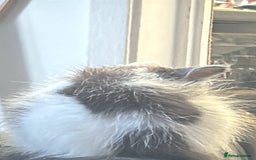 Mixed Breed cats for sale: Kittens for sale in Cannock - Image 6