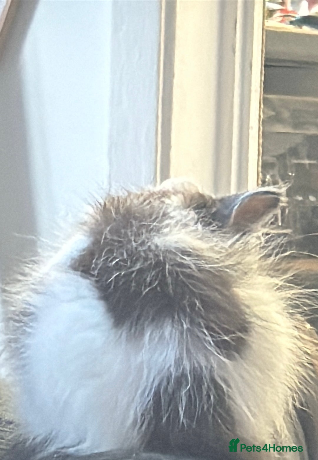 Mixed Breed cats for sale: Kittens for sale in Cannock - Image 6
