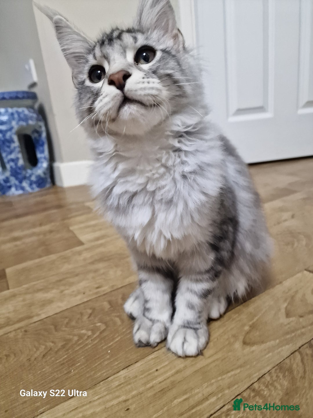 Maine Coon cats for sale: Pure maine coon - Image 32