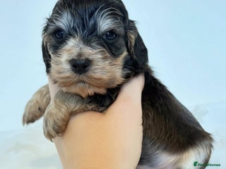 Cocker Spaniel dogs Beautiful show cocker puppies - Advert 9