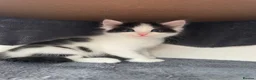 Ragdoll cats for sale: Beautiful cross Ragdoll kittens - Advert 34
