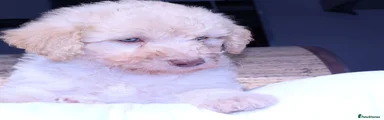 Labradoodle Puppy 6