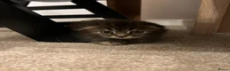 Scottish Fold cats for sale: Adorable Scottish Fold Kittens 💖 in Reigate - Advert 6