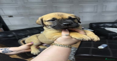 Mixed Breed dogs - Advert 11