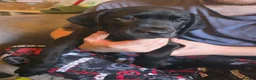 Mixed Breed dogs for sale: F2b labmaraner  - Advert 6