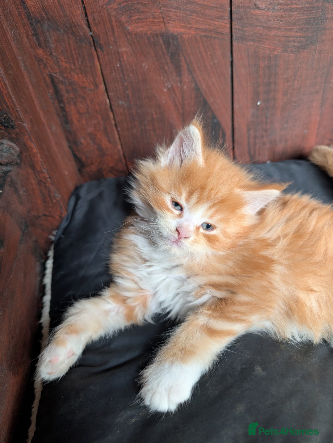 Maine Coon cats for sale: SHOW STANDARD MAINE COONS - Image 10