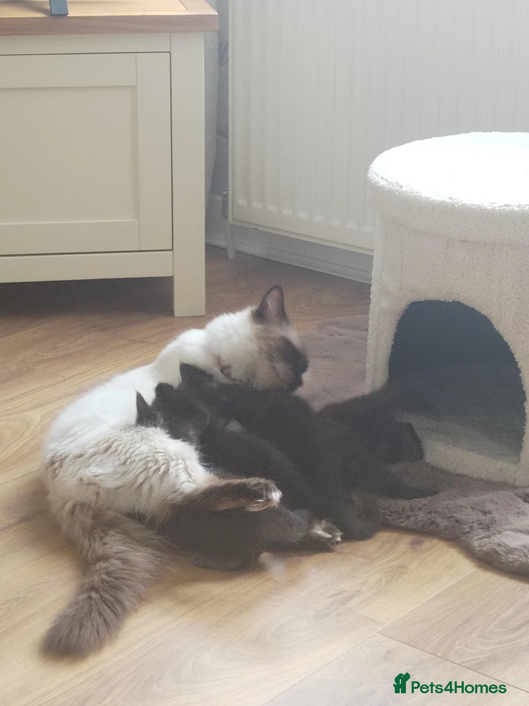 Mixed Breed cats for sale: Ragdoll cross kitten - Advert 3