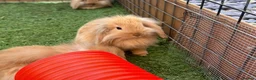 Mini Lion Lop rabbits for sale: Mini Lion Lops in Richmond - Advert 1
