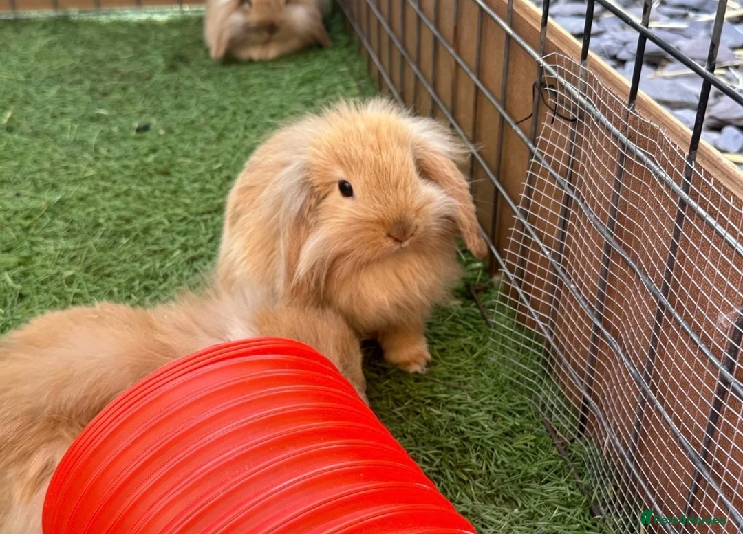 Mini Lion Lop rabbits for sale: Mini Lion Lops in Richmond - Advert 1