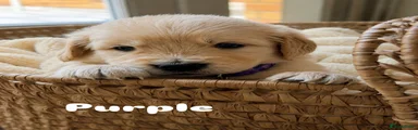 Purple Collar 