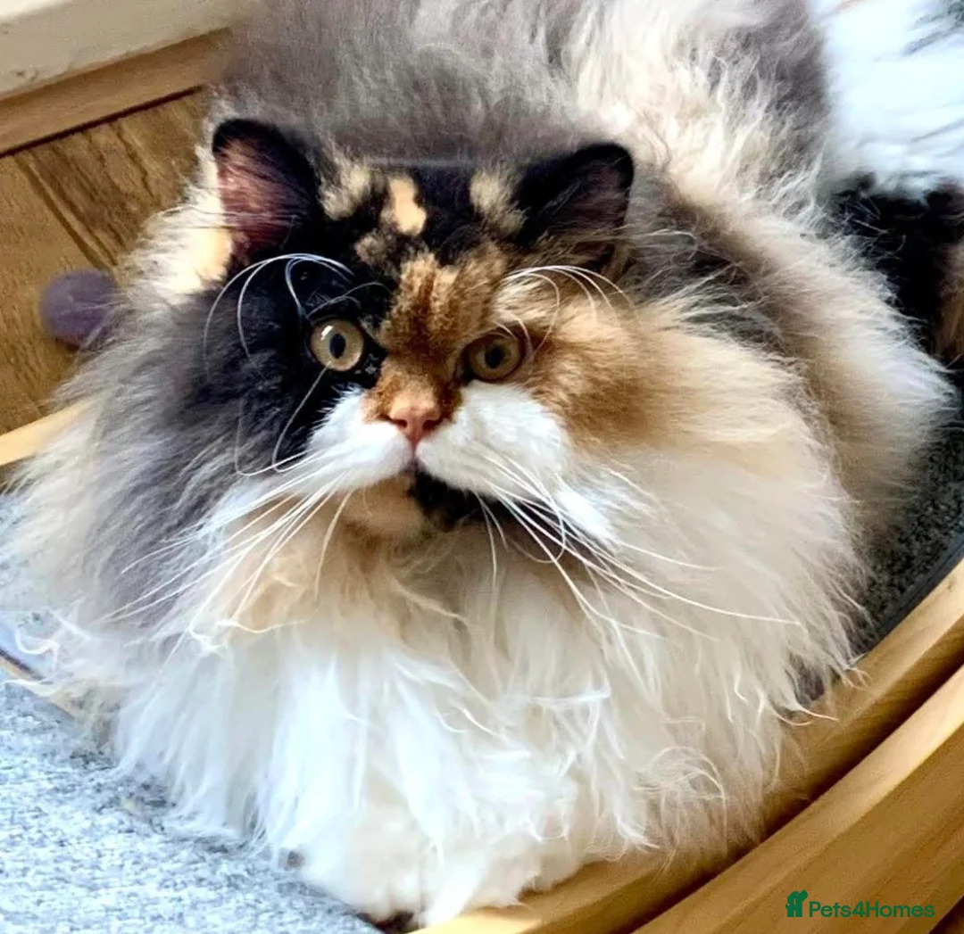British Longhair cats for sale: 🐱💕Unique British Longhair Girl Neutered 🐱💝  - Advert 2