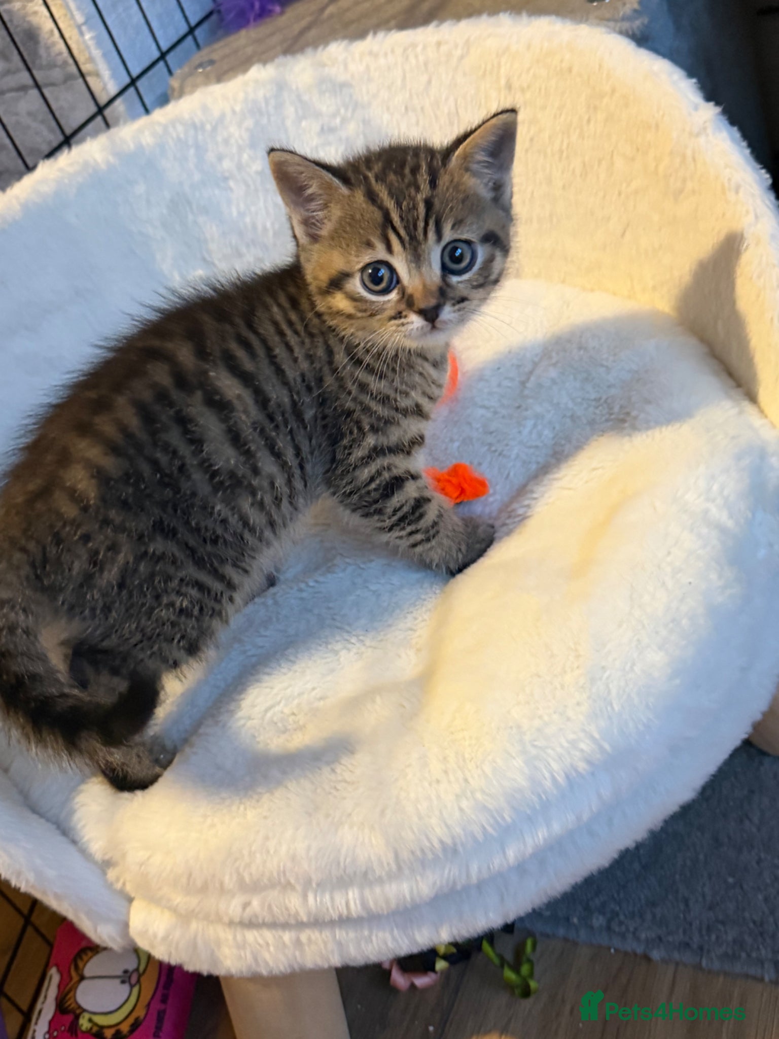 British Shorthair cats for sale: Stunning British short hair kitten - Advert 8