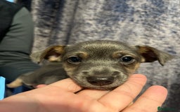 Jack Russell dogs for sale: Miniature Tri coloured Merle Jack Russell  - Image 7