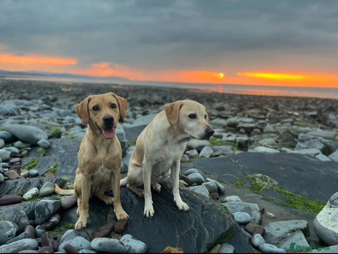 Labrador Retriever dogs for sale: Fox Red Labrador Puppies – 7 Boys & 4 Girls - Advert 6