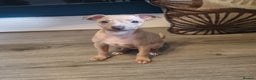 Italian Greyhound dogs for sale: Quality KC Registered Italian Greyhound puppies - Advert 17