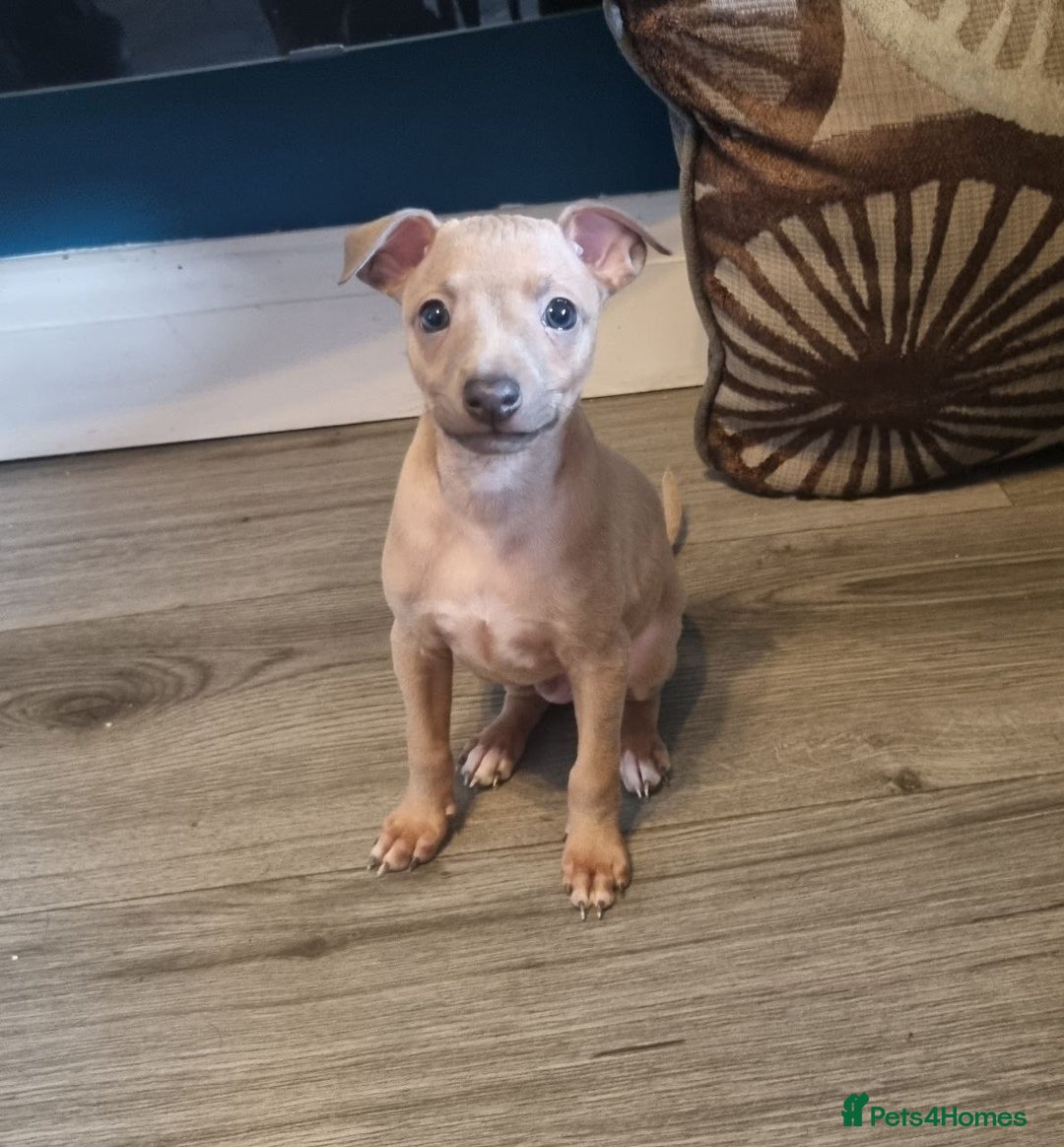 Italian Greyhound dogs for sale: Quality KC Registered Italian Greyhound puppies - Advert 17