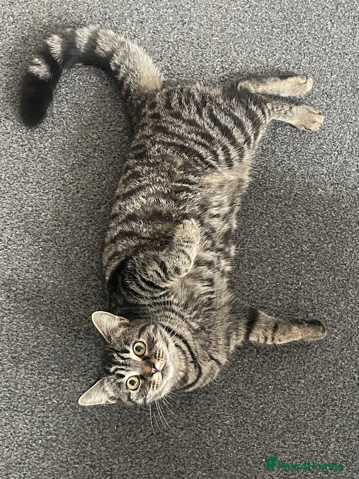 Mixed Breed cats Looking for new home  - Advert 2