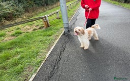 Mixed Breed dogs for sale: Beautiful Cocker Sproodles Puppies!  - Image 14
