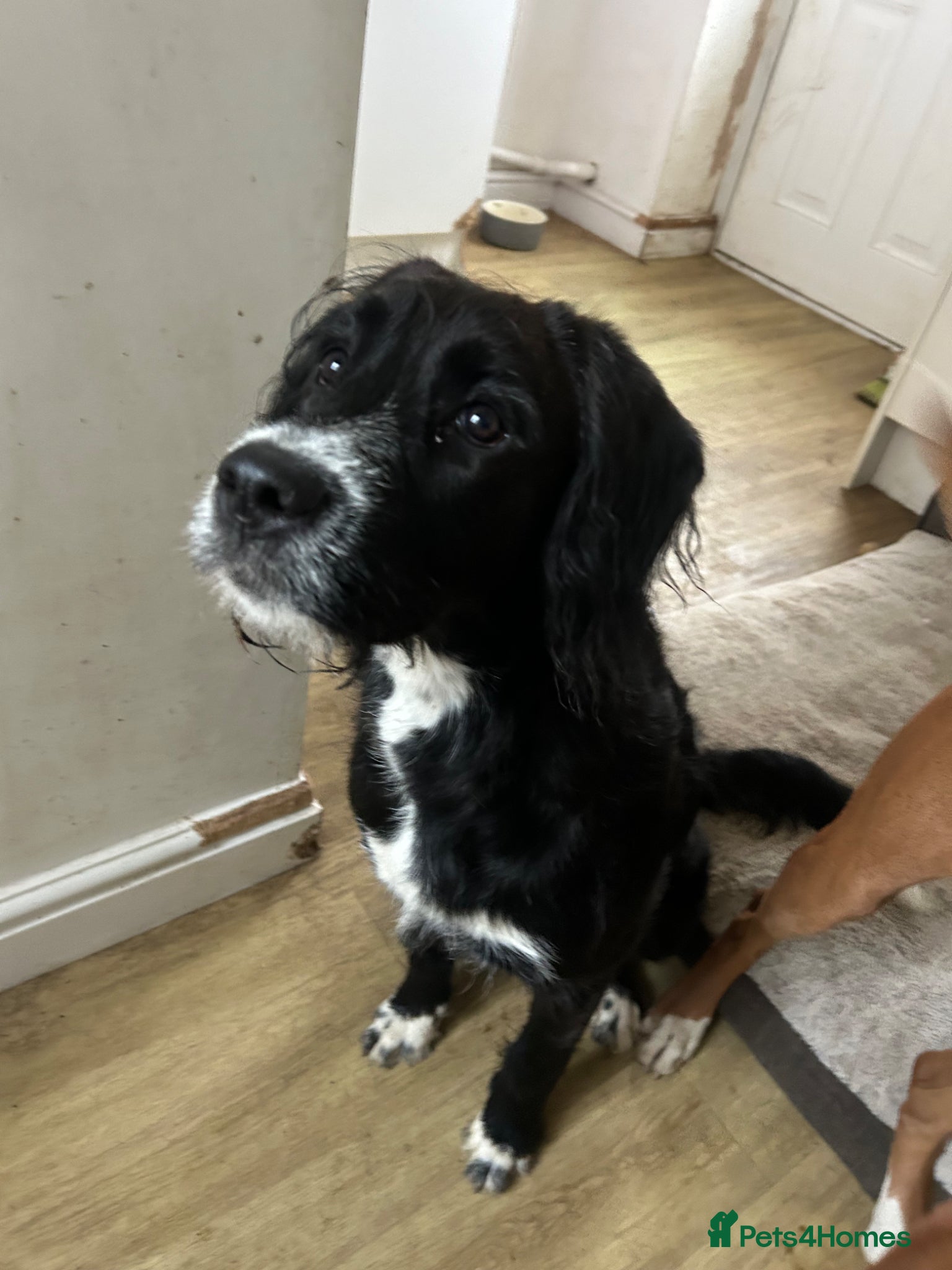 Mixed Breed dogs  Boxer-Doodle - Advert 5