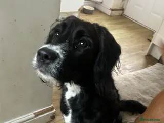 Mixed Breed dogs Boxer-Doodle - Advert 5