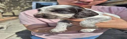 Cocker Spaniel dogs for sale: KC registered show type cocker spaniels  - Advert 17