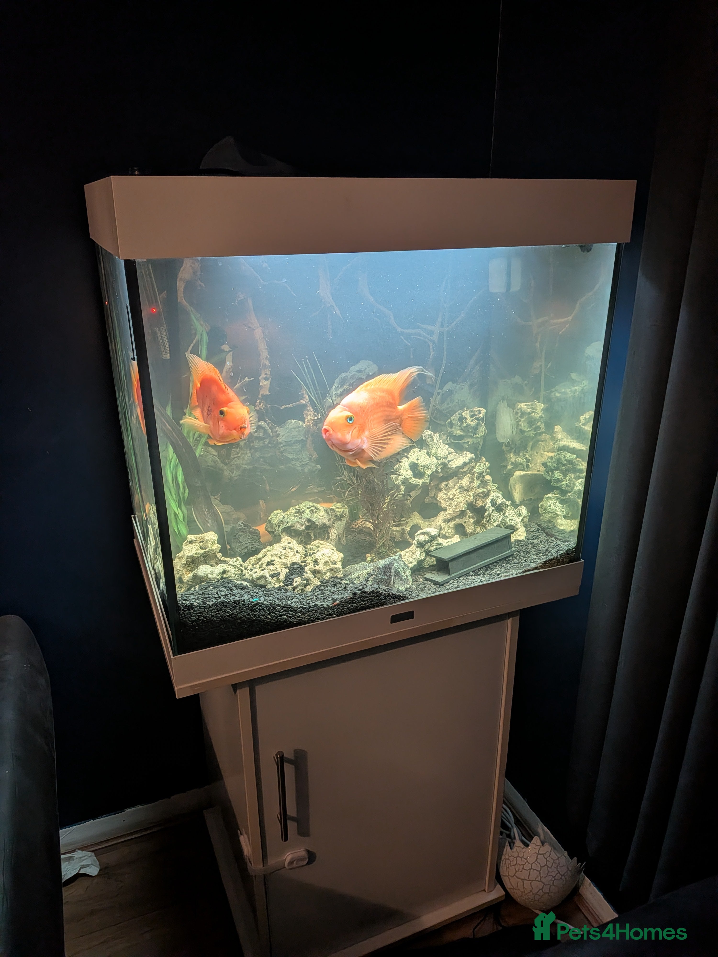 Cichlids fish Full setup - Advert 1