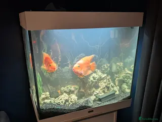 Cichlids fish Full setup - Advert 1