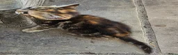 Mixed Breed cats for sale: Two lovely female tortoishell kittens - Advert 15