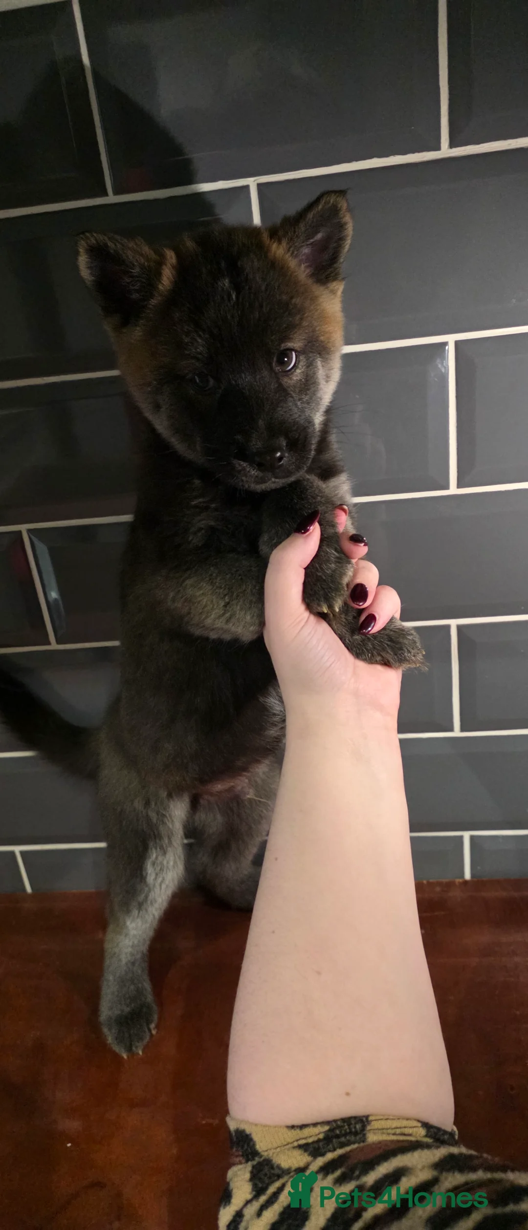 Mixed Breed dogs for sale: adorable male Chowski pup for sale - Advert 10