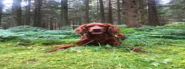 Ron