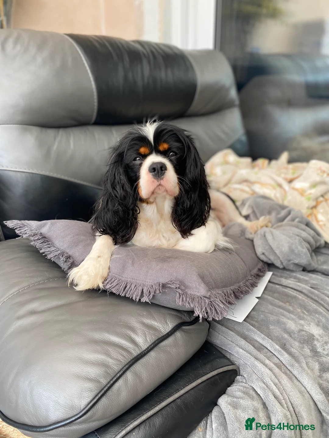 Cavalier King Charles Spaniel dogs for sale: Beautiful tri boy available  - Advert 2