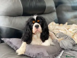Cavalier King Charles Spaniel dogs Beautiful tri boy available - Advert 4