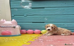 Cockapoo dogs for sale: DNA CLEAR F1  choc, merle, champagne, black - Image 1