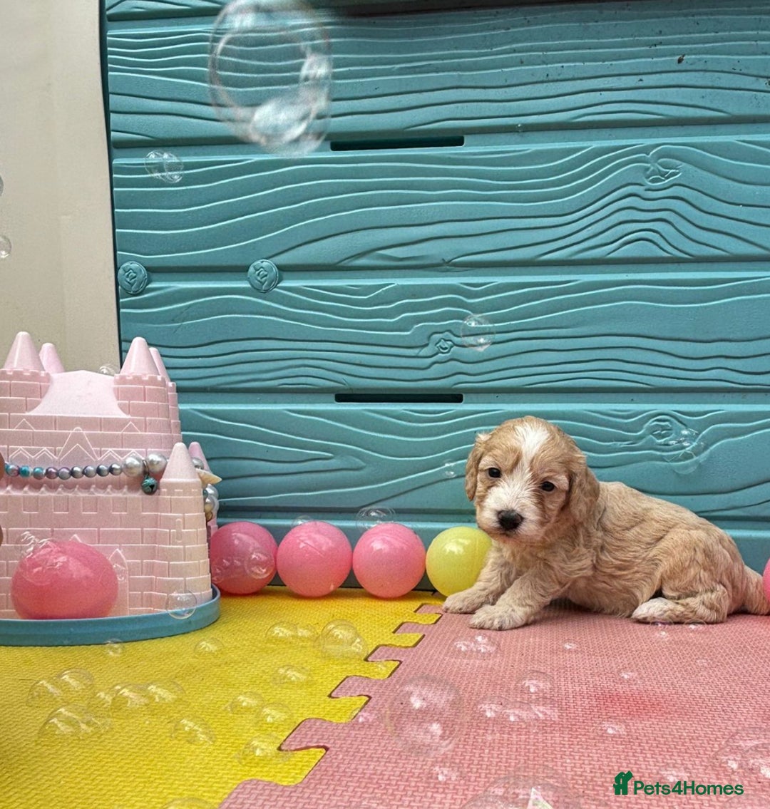 Cockapoo dogs for sale: DNA CLEAR F1  choc, merle, champagne, black - Image 1