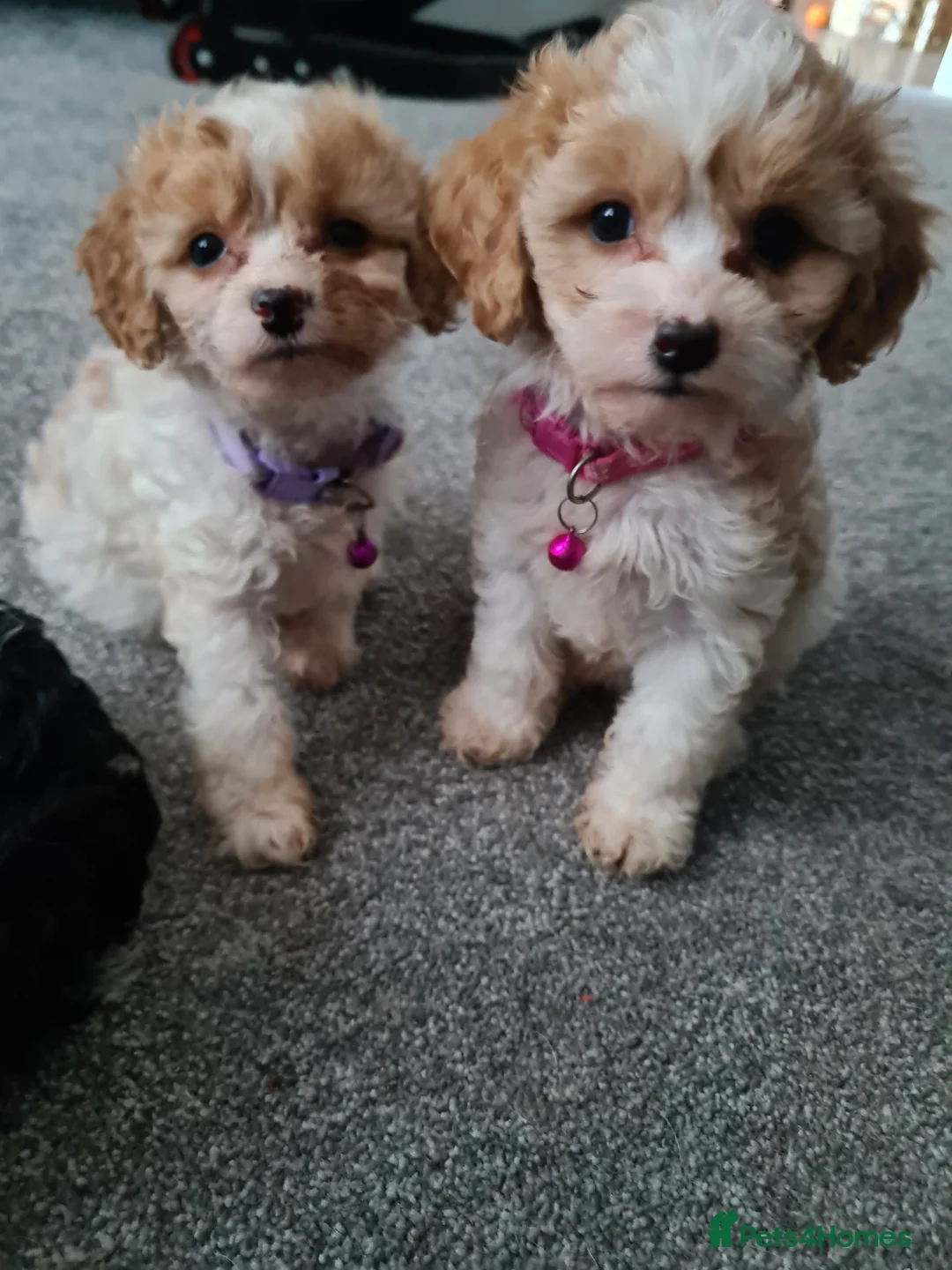 Toy Poodle dogs for stud: Health Tested Tri Toy in Birkenhead - Advert 14