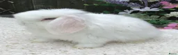 Mini Lop rabbits for sale: Mini lop buck - Advert 5