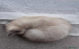 Ragdoll cats for sale: I'm selling a mother cat and her daughter - Image 4