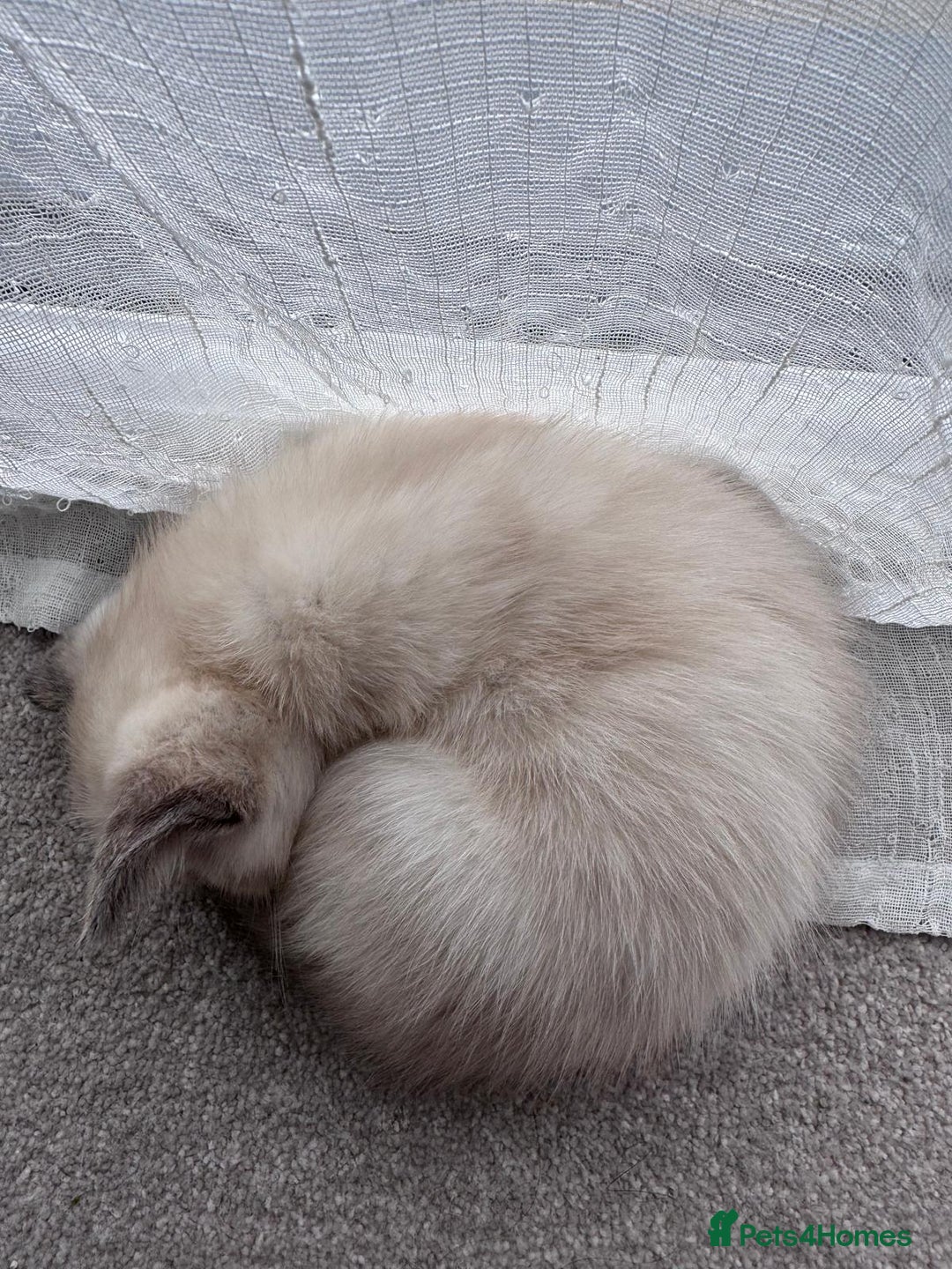 Ragdoll cats for sale: I'm selling a mother cat and her daughter - Image 4
