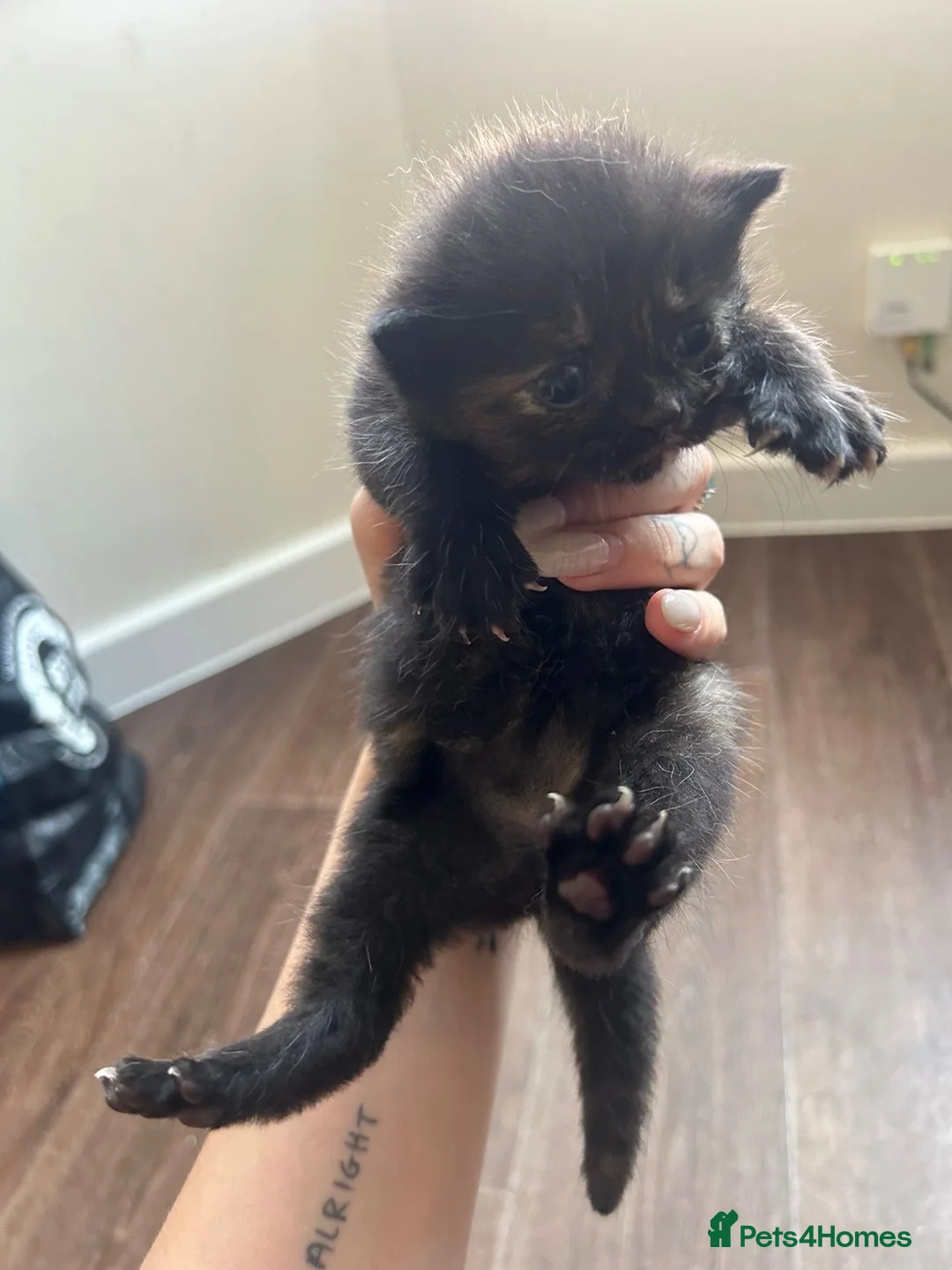 Mixed Breed cats for sale: Mixed breed kittens for sale  - Advert 2