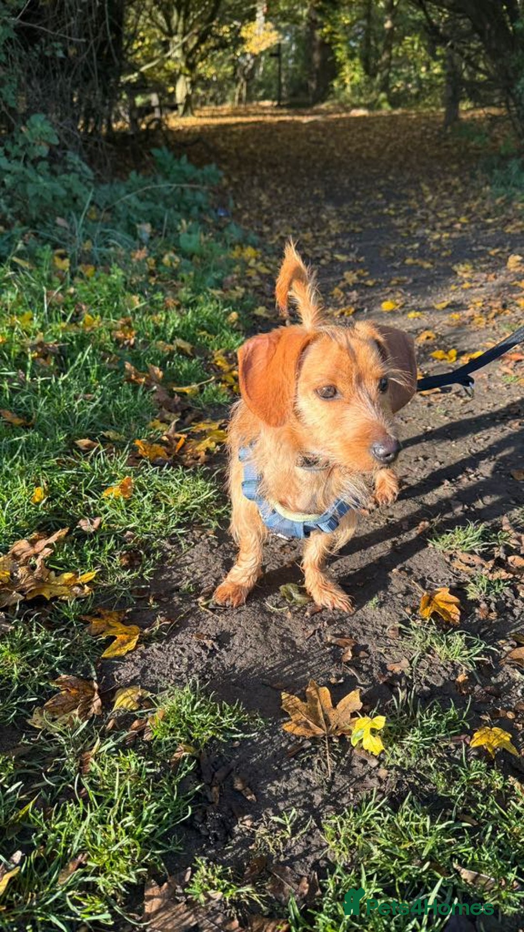 Dachshund dogs for adoption: Cheeky pup, Toby is in Romford, Essex - Image 4