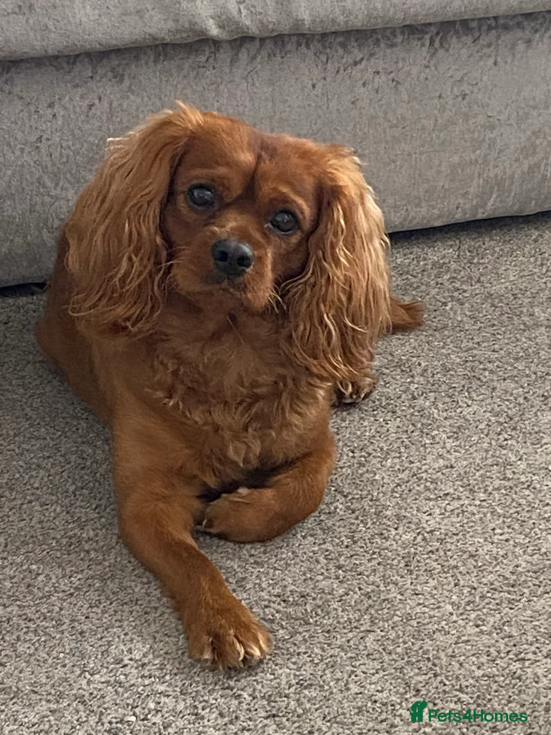 Cavapoo dogs for stud: Proven, experienced Ruby red cavapoo for studding in Liverpool - Advert 4