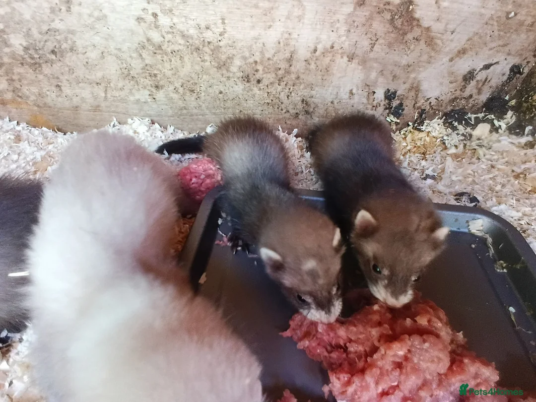 Ferret rodents for sale: Micro ferrets  - Advert 5