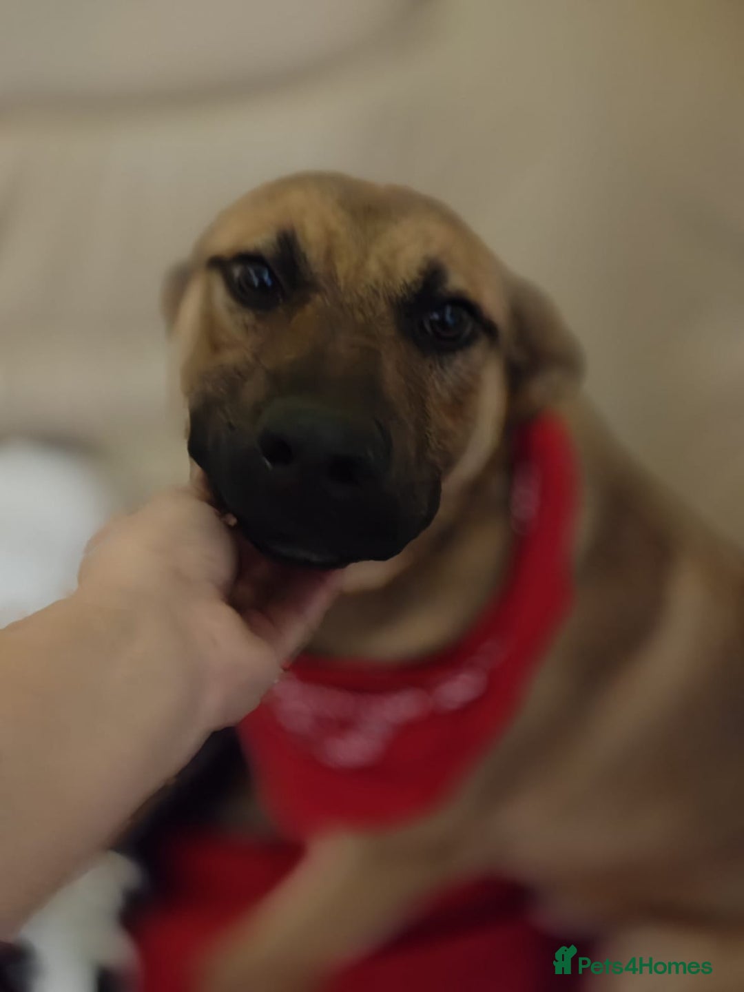 Mixed Breed dogs for adoption: 💙Lord — amazing  8-month-old medium boy💙 - Advert 6