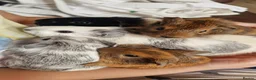 Guinea Pig rodents for sale: Teddy guinea pig - Advert 2