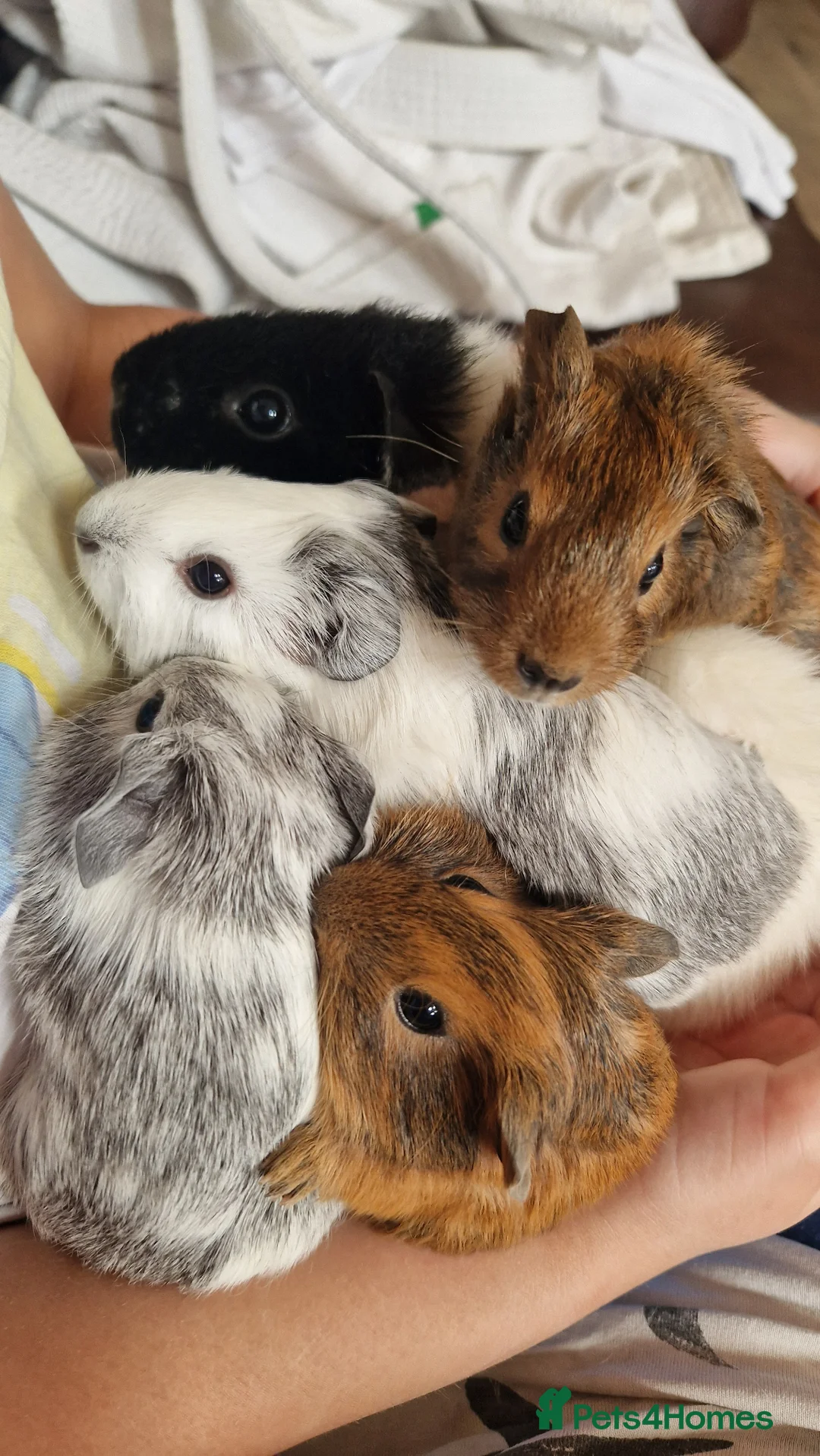 Guinea Pig rodents for sale: Teddy guinea pig - Advert 2