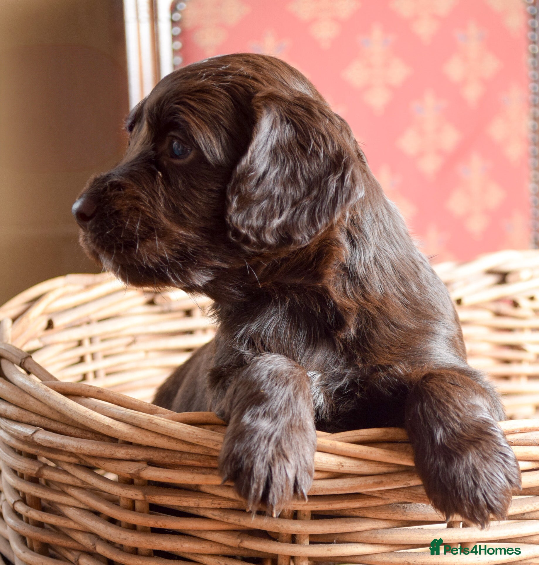 Cocker Spaniel dogs LAST TWO PUPS - KC Health Tested Cocker Spaniel - Advert 6