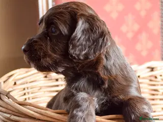 Cocker Spaniel dogs LAST TWO PUPS - KC Health Tested Cocker Spaniel - Advert 6