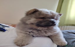 Chow Chow dogs for sale:  KC registered Chow Chow puppies for sale.🤗 - Image 12